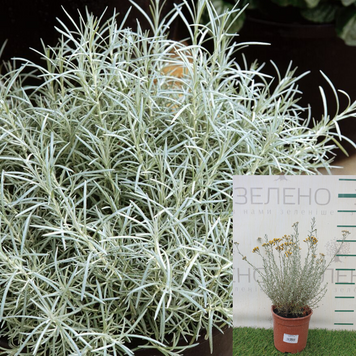 Міні-карі / Helichrysum italicum Aladin, контейнер 1,2 л МКА2026 фото