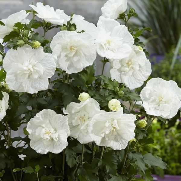 Гібіскус White chiffon (Уайт Шифон), контейнер 1 л ДП009 фото