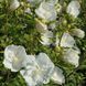 Гібіскус White chiffon (Уайт Шифон), контейнер 1 л ДП009 фото 5