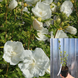 Гібіскус White chiffon (Уайт Шифон), контейнер 1 л ДП009 фото 1