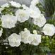 Гібіскус White chiffon (Уайт Шифон), контейнер 1 л ДП009 фото 4