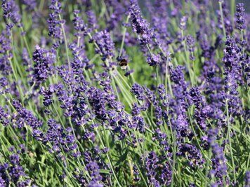Лаванда вузьколиста Дварф Блю / Dwarf Blue, контейнер 4 л ЛВДБК2026 фото