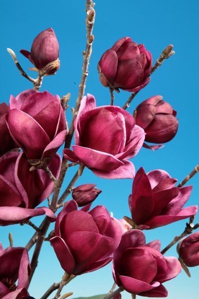 Магнолія Джені / Magnolia Genie СІ05 фото