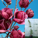 Магнолія Джені / Magnolia Genie СІ05 фото 1