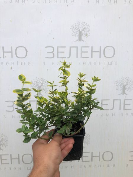 Бересклет форчуна Емеральд Голд / Emerald Gold, контейнер 1 л БФГ2026 фото