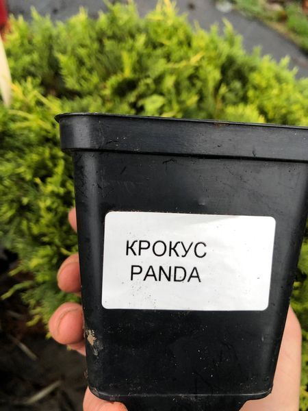 Крокус Panda / Панда, контейнер р9 КП28 фото