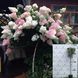 Гортензія волотиста Стробері Блоссом / Strawberry Blossom на штамбі ДП013 фото 1