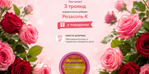 Троянди - головна