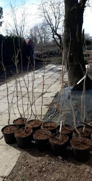 Магнолія Сюзан / Susan 5 років, висота 60-100 см МСК2026 фото