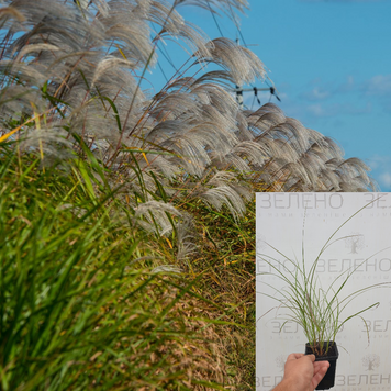 Міскантус Гразиелла (Miscanthus Graziella), контейнер р9 МГГ118 фото