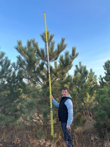 Сосна чорна австрійська (Pinus nigra var. austriaca) h=300 см КР001 фото