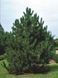 Сосна чорна австрійська (Pinus nigra var. austriaca) h=300 см КР001 фото 1