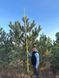 Сосна чорна австрійська (Pinus nigra var. austriaca) h=300 см КР001 фото 2