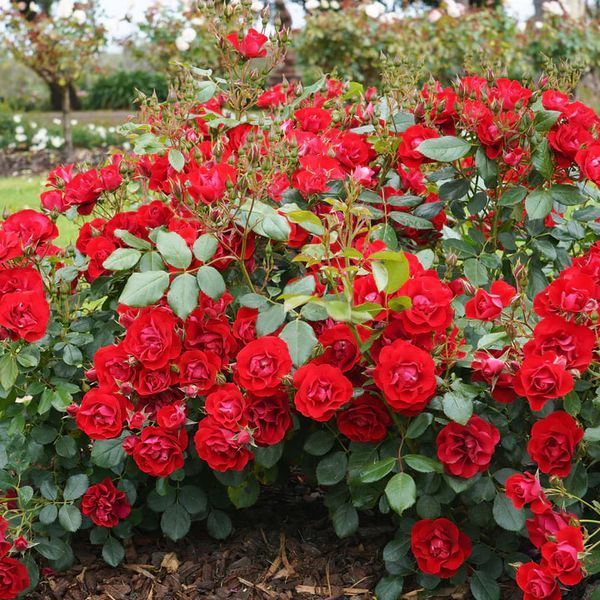 Троянда флорібунда Блек Форест Роуз / Black Forest Rose, контейнер ТФБФР2026 фото