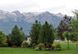 Сосна чорна австрійська (Pinus nigra var. austriaca) h=300 см КР001 фото 4