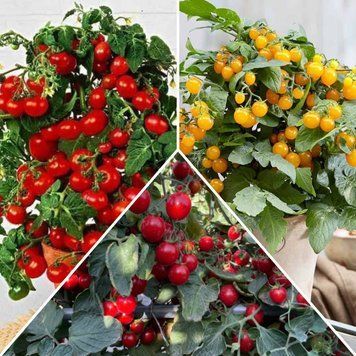 Комплект Тріо Чері &laquo;Trio of Cherries&raquo;, контейнер КТРК2026 фото