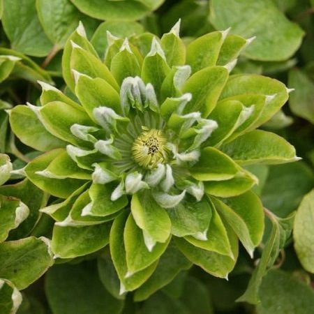 Клематис Green passion, контейнер р9 КГП13 фото