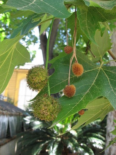 Платан кленолистий (Platanus acerifolia), контейнер 3 л ЛД01 фото