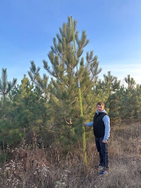 Сосна чорна австрійська (Pinus nigra var. austriaca) h=400 см КР002 фото