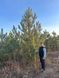 Сосна чорна австрійська (Pinus nigra var. austriaca) h=400 см КР002 фото 2
