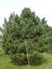 Сосна чорна австрійська (Pinus nigra var. austriaca) h=400 см КР002 фото 1
