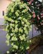Клематис Green passion, контейнер р9 КГП13 фото 3