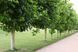 Платан кленолистий (Platanus acerifolia), контейнер 3 л ЛД01 фото 1