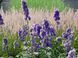 Дельфініум шотландський Болеро / Bolero, контейнер 3 л ДШБК2026 фото 3
