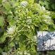 Клематис Green passion, контейнер р9 КГП13 фото 1