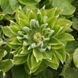 Клематис Green passion, контейнер р9 КГП13 фото 4