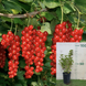 Порічка (смородина) Ровада, контейнер 4 л РОВ70 фото 1