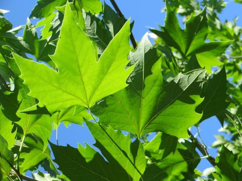 Платан кленолистий (Platanus acerifolia), контейнер 3 л ЛД01 фото