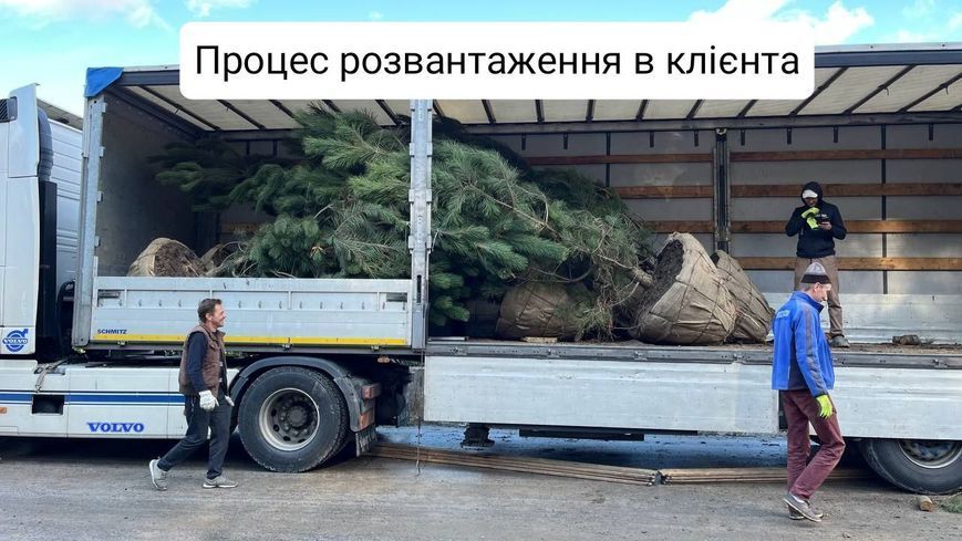 Сосна чорна австрійська (Pinus nigra var. austriaca) h=400 см КР002 фото