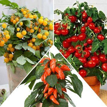 Комплект Балконний Мікс &laquo;Summer Garden&raquo;, контейнер КБКУ2026 фото