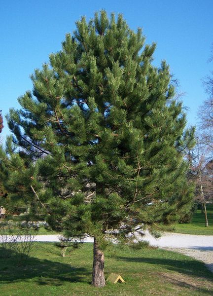 Сосна чорна на штамбі (формований) Pinus nigra var. austriaca h=500 &mdash; 550 см КР003 фото