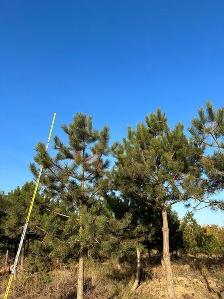 Сосна чорна на штамбі (формований) Pinus nigra var. austriaca h=500 &mdash; 550 см КР003 фото