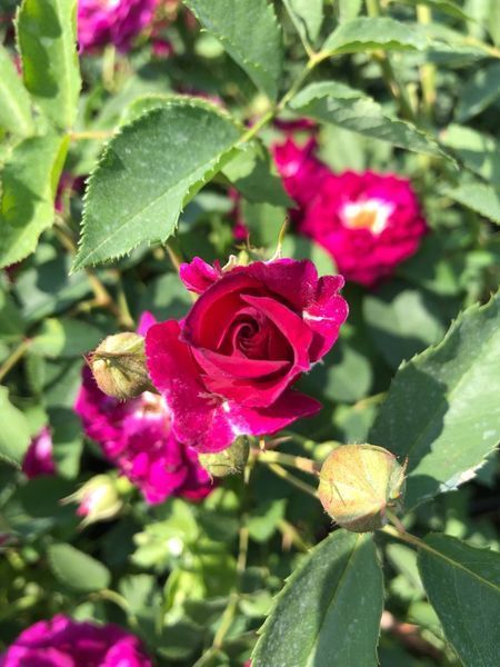 Троянда плетиста Розенгартен Цвайбрюкен / Rosengarten Zweibr&uuml;cken, контейнер ТПРЦК2026 фото