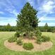 Сосна чорна на штамбі (формований) Pinus nigra var. austriaca h=500 &mdash; 550 см КР003 фото 1