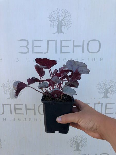 Гейхера Silver Gumdrop/Срібна перлина, контейнер р9 ГХ31 фото