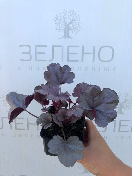 Гейхера Silver Gumdrop/Срібна перлина, контейнер р9 ГХ31 фото
