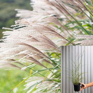 Міскантус Гразиелла (Miscanthus Graziella), контейнер 2 л. ДМ01 фото