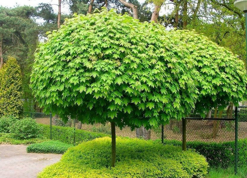Клен гостролистий Глобозум (Globosum), h=180-220 см ДШ016 фото