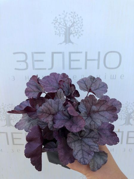 Гейхера Rose Quartz/Роуз Кварц, контейнер р9 ГХ34 фото