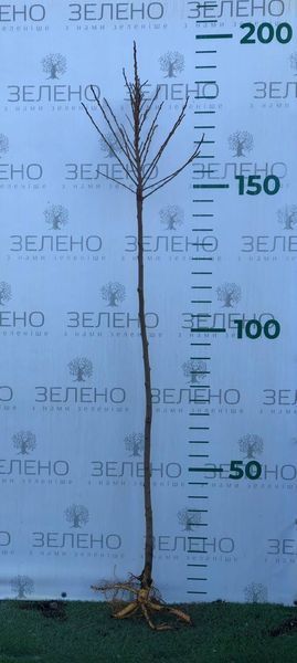 Шовковиця шаровидна на штамбі, відкритий корінь ШШШ2025 фото