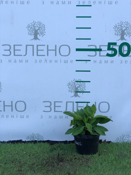 Гортензія широколиста Романс / Romanse контейнер 1 л ГШР2026 фото