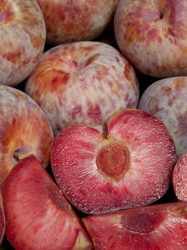 Гібрид сливи та абрикоса (плуот) Даппл Денді / Dapple Dandy, відкритий корінь ГСАПДДВК2026 фото