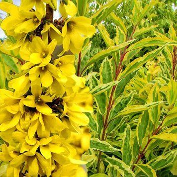 Форзиція пістряволиста, відкритий корінь ФПВК2026 фото