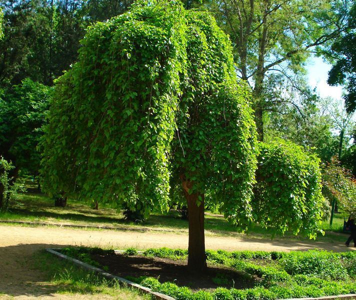 Шовковиця біла Медова ШК1 фото