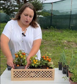 Набір томатів &laquo;Tomato Joy Box&raquo;, контейнер НТТДБК2026 фото