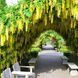 Бобівник плакучий на штамбі, відкритий корінь БПНШ2025 фото 1